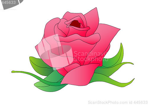 Image of Pink Rose