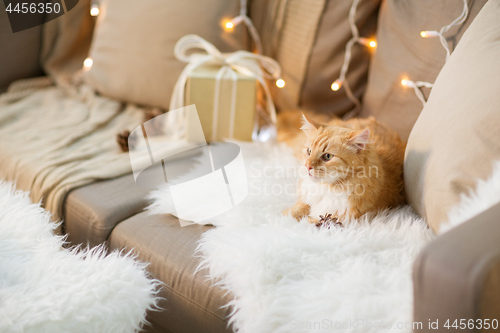 Image of red tabby cat on sofa with christmas gift at home