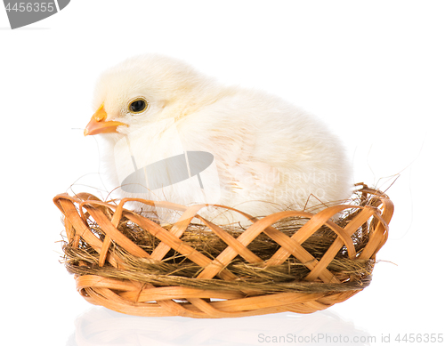 Image of Newborn chicken on white background