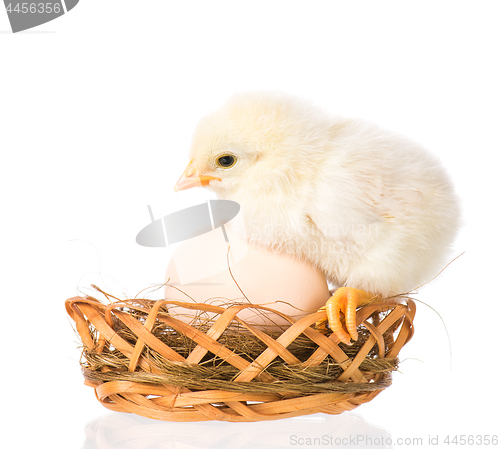 Image of Newborn chicken on white background