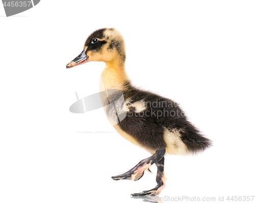 Image of Cute newborn duckling