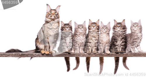 Image of Maine Coon kitten on white