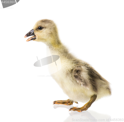 Image of Cute newborn gosling