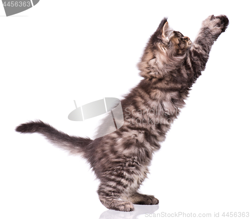 Image of Maine Coon kitten on white