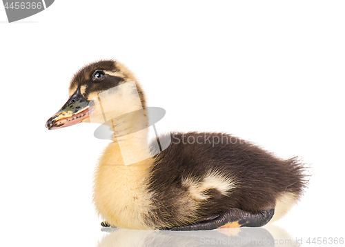 Image of Cute newborn duckling