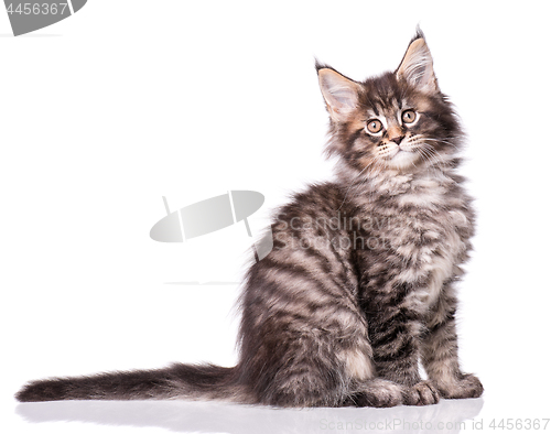 Image of Maine Coon kitten on white