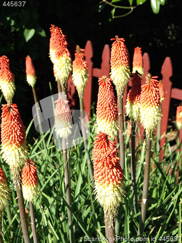 Image of Torch Lilies