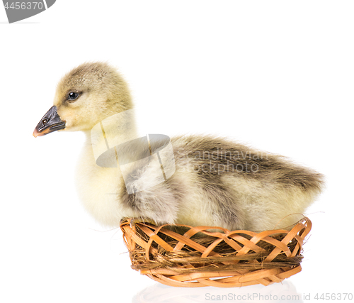 Image of Cute newborn gosling