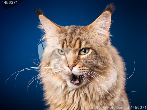 Image of Portrait of Maine Coon cat