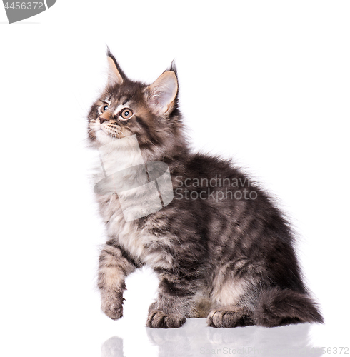 Image of Maine Coon kitten on white