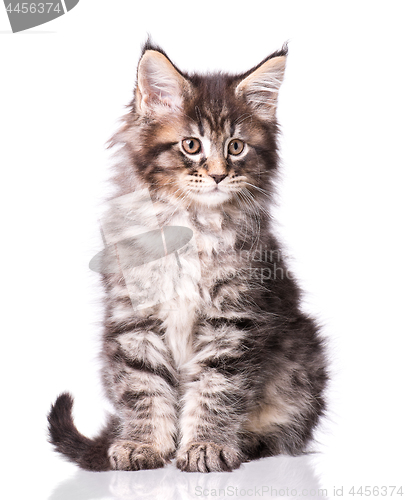 Image of Maine Coon kitten on white