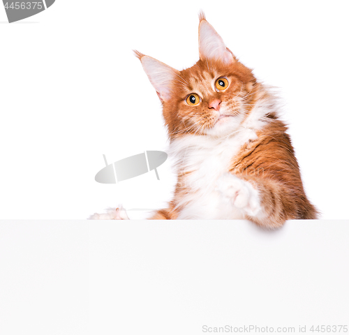 Image of Maine Coon cat with blank