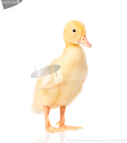 Image of Cute newborn duckling