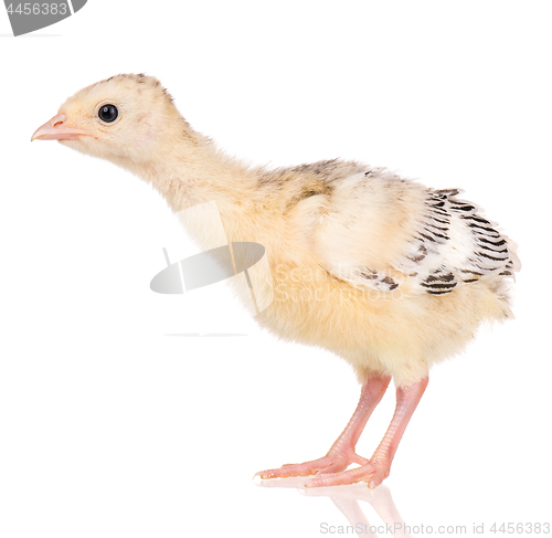 Image of Little chicken turkey