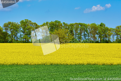 Image of Field of Colza and Wheat