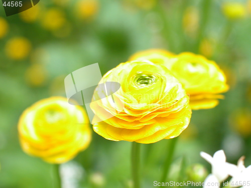 Image of Buttercup