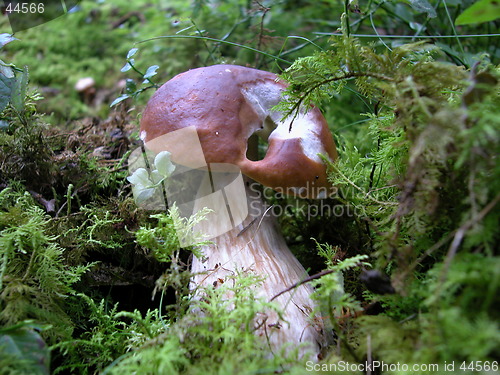 Image of Fungi