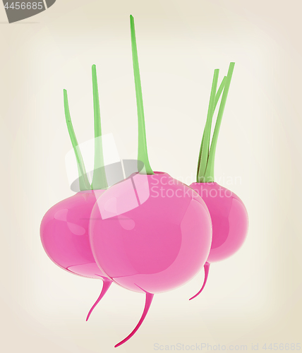 Image of Small garden radish isolated on white background. 3d illustratio