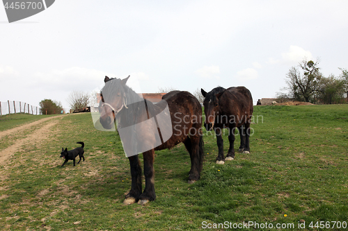 Image of Horse Grazing on Farmland