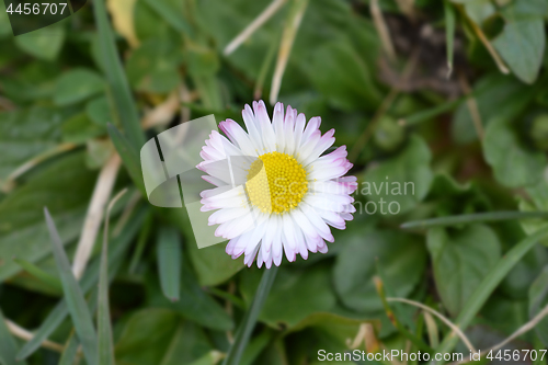Image of Common daisy