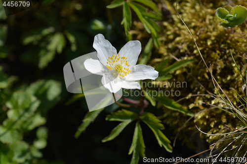 Image of White Christmas rose