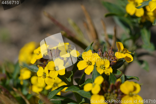 Image of Alpine Wallflower