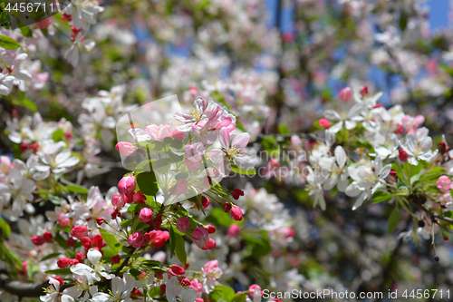 Image of Japanese flowering crabapple