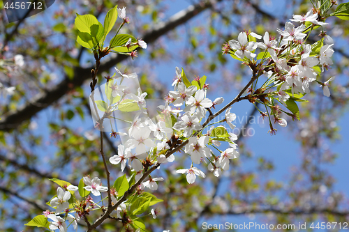 Image of Yoshino Cherry