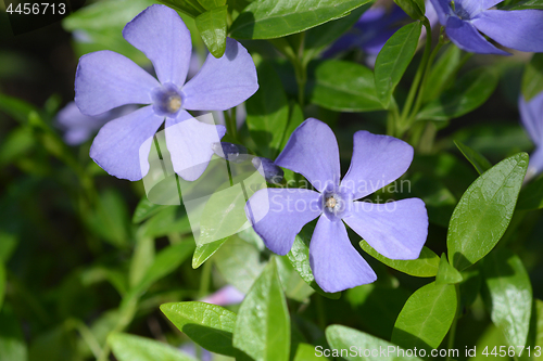 Image of Common periwinkle