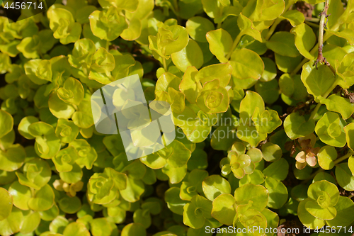 Image of Golden creeping Jenny