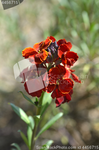 Image of Garden wallflower