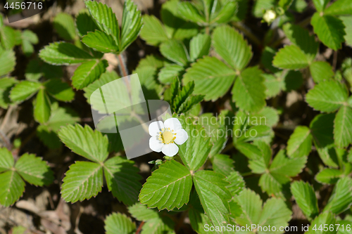 Image of Wild strawberry flower