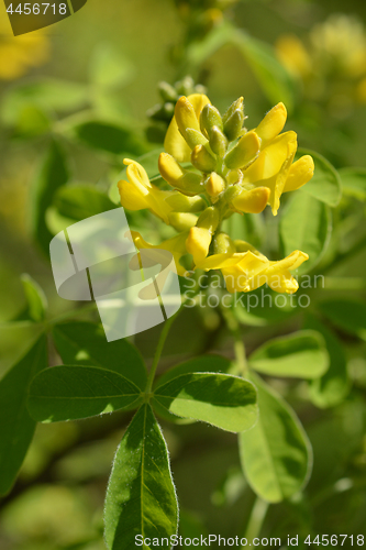 Image of Dalmatian laburnum