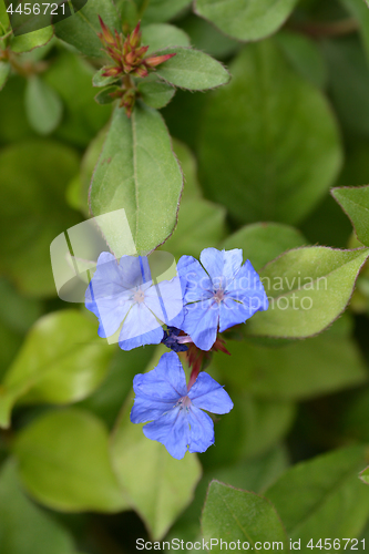 Image of Blue Leadwort