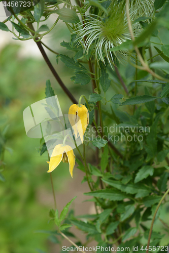 Image of Golden Clematis