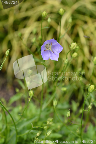 Image of Carpathian Bellflower