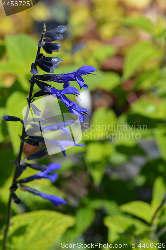 Image of Anise-Scented Sage