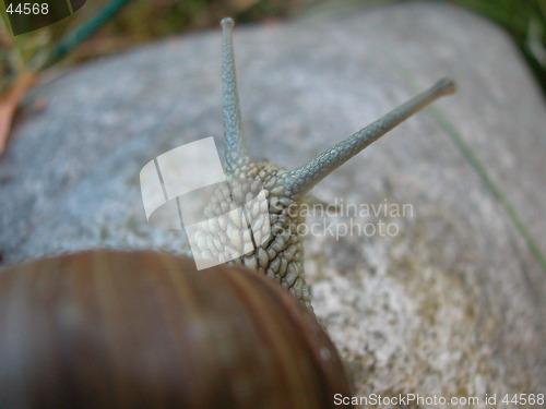 Image of Snail