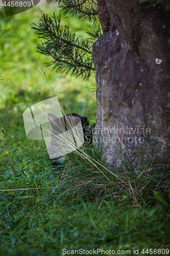 Image of Cat on the prowl