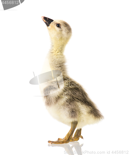 Image of Cute newborn gosling