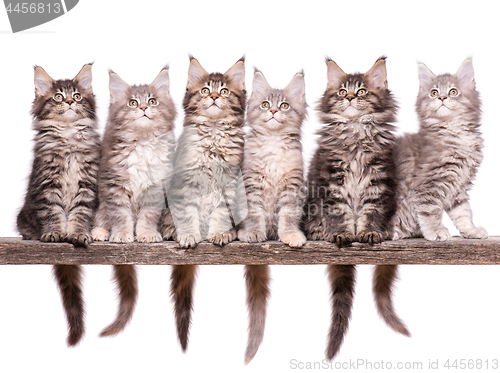 Image of Maine Coon kitten on white