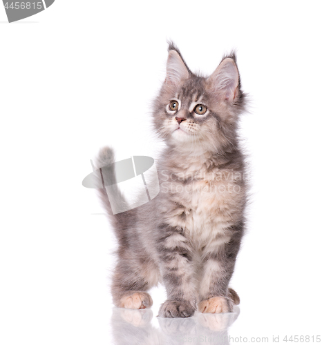 Image of Maine Coon kitten on white