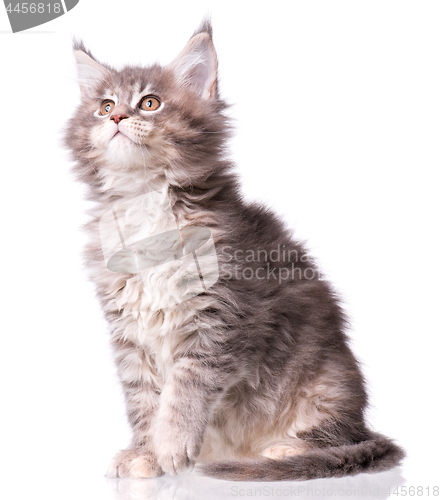 Image of Maine Coon kitten on white