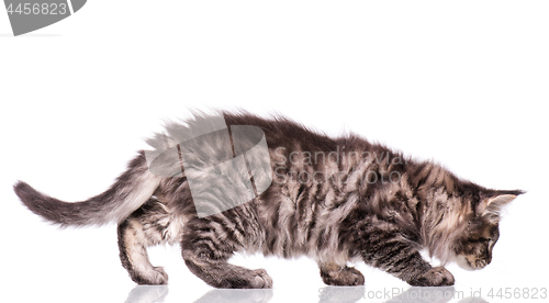 Image of Maine Coon kitten on white