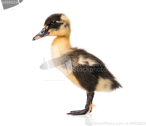 Image of Cute newborn duckling