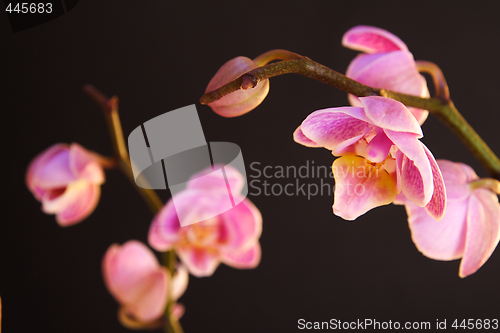 Image of Moth Orchid (Phalaenopsis orchidaceae)