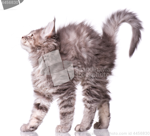 Image of Maine Coon kitten on white