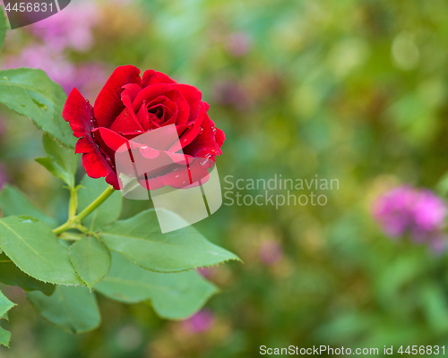 Image of Beautiful red roses