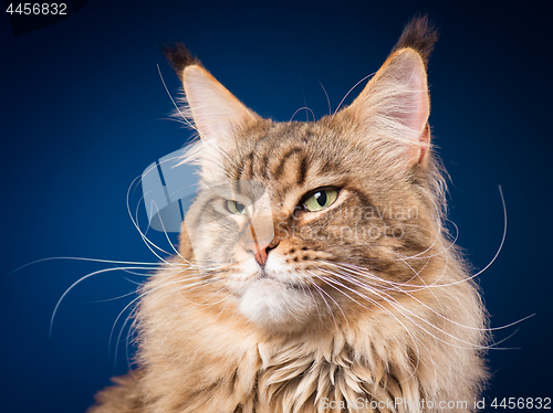 Image of Portrait of Maine Coon cat