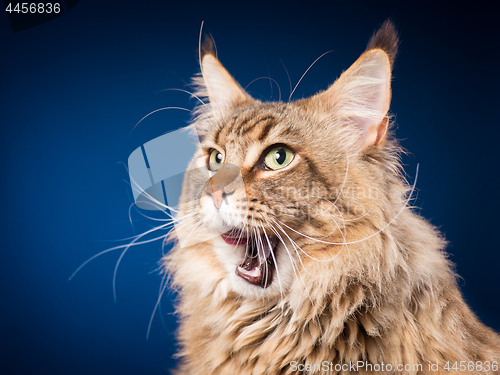 Image of Portrait of Maine Coon cat